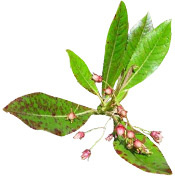 Aniba rosaeodora